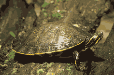 Suwannee cooter. Click to see a much larger version