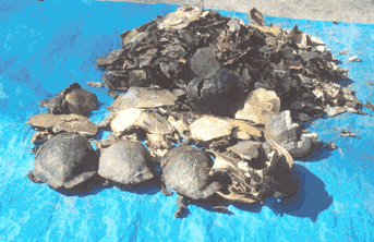 Remains of 90 dead turtles collected in a single afternon. Click to see a much larger version