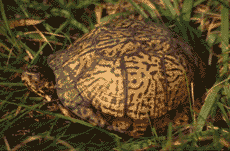 Box turtle. Click to see a much larger version