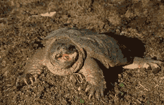 Common snapping turtle. Click to see a larger version
