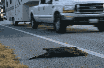 River Otter killed by vehicle. Click to see a much larger version
