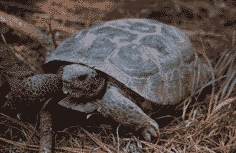 Gopher tortoise. Click to see a much larger version